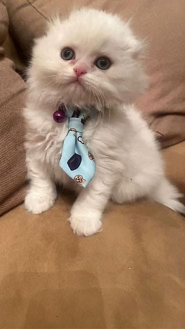 pişik şotlan: Fars, Erkək, Dişi, Yaxşı əllərə, Ünvandan götürmə — 4