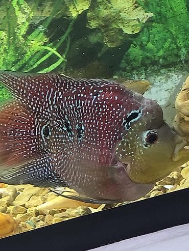 Akvariumlar: Salam Akvarum 150 litir Flowerhorn balik Yekə ölçüdə daş filter — 2
