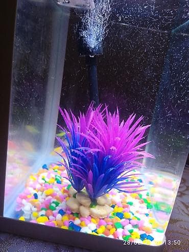 LED işıqlı mini akvarium seti - Kompakt ölçülü, şəffaf şüşə korpuslu