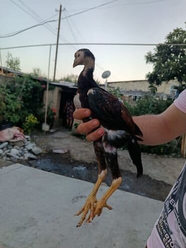 cins inekler azerbaycanda: 3 aylıq sağlam beçedi iyne derman hamsı qulluq olunub vatsap aktivdir — 1