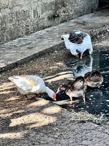 qarabağ atı qiyməti: 🦆 🦢 ördək və qaz satılır! ✅ tam sağlam, ev şəraitində bəslənmiş — 3