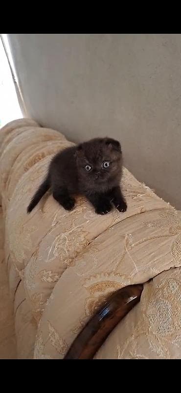 pişik ucun canta: Şinşilla, Dişi — 3