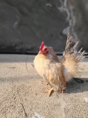 cuce ve xoruz temsili: Serama satılır tək oldugu ücün bu qiymətə qoyulub — 7
