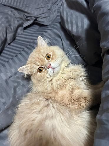 qarabag ati satilir: Gozel mehriban pisiy.Qum terbiyesi var sakitdir.Qisirlasdirilib 1 yasi — 1