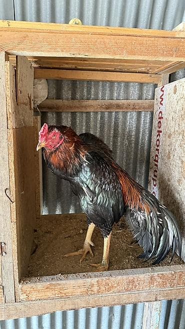 Gəmiricilər: Temiz Yapon xoruz 2 yaş yarımlıqdı döyüşü var isdeyen yazsın — 3