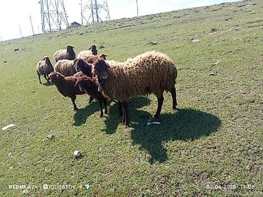 agdam xoruzu gence: Erkey toğulu satılır istəyən olsa yazsın video sun atım baxın real — 7
