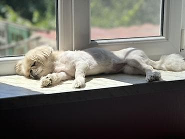 en gozel it adlari: Pekines, 4 il, Dişi, Ünvandan götürmə, Pulsuz çatdırılma — 1