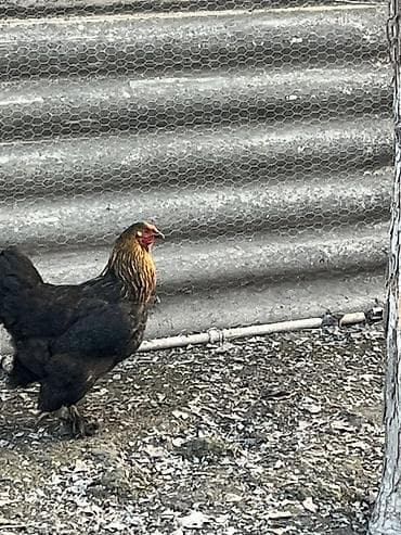 Digər heyvanlar: Toyuq, Brama, Damazlıq — 1