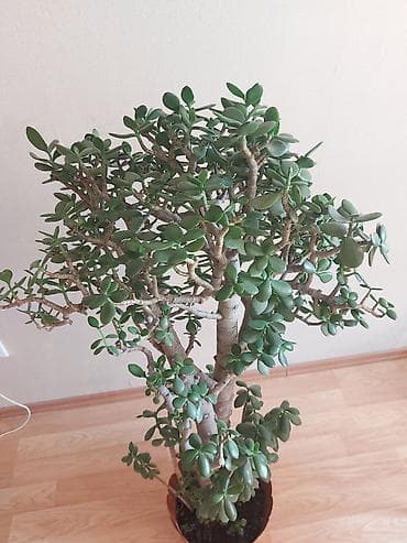 Комнатные растения: Pul ağacı (Krassula) Çox gözəl və yetişkin Pul ağacı (Crassula ovata) — 2