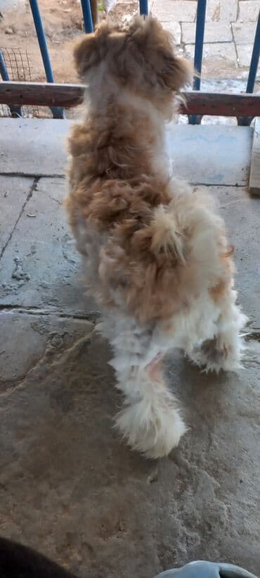 qara afcarka satilir: - İt növü: kiçik ölçülü, uzun tüklü toy tipli it (yüngül — 2