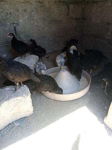 Cücələr: Toyuq cücələri, Damazlıq, Ünvandan götürmə — 4