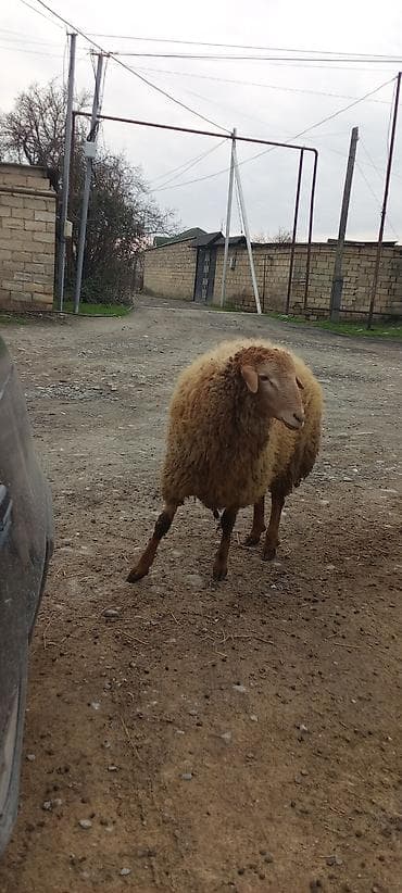 Digər heyvanlar: Qoyun sürüsü satılır - Cins: yerli yağlı quyruq (qonur-açıq qəhvəyi — 5