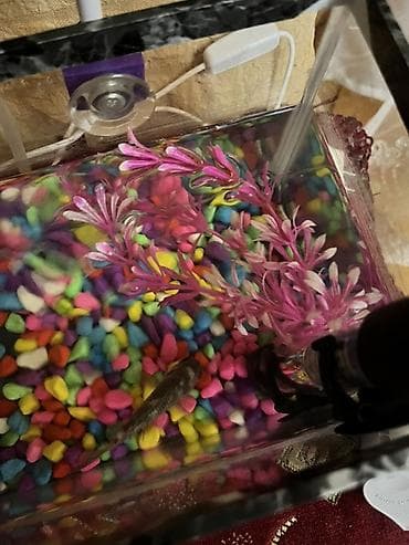 tap.az danalar: Akvaryum dəsti – şüşə akvarium və tam aksesuarları - Şüşə akvarium — 2