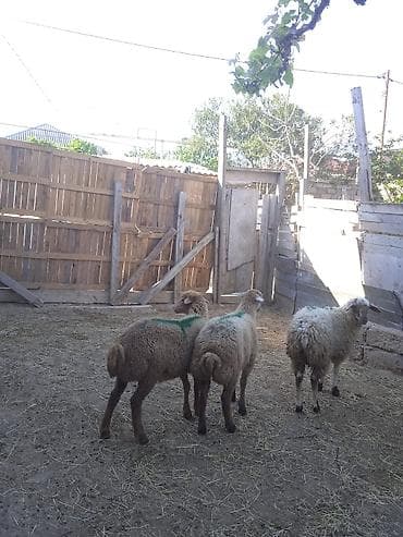 qoyun sortlari: Erkəy quzular super kökduler qurbanlığa yararlıdır — 3