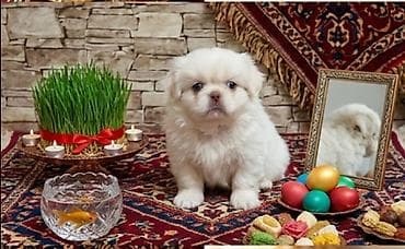 Pekines lalafo.az -da Pekines