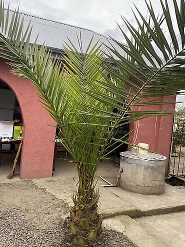 bertolesiya agaci: Bağ üçün dekorativ ağaclar və palma - Palma ağacı (feoniks/xurma — 1