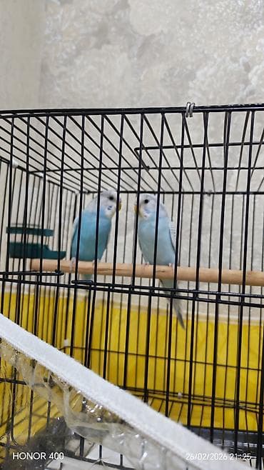 Gəmiricilər: Valnitsi tutuquşulardi bala quşlardi sari quş digərlərindən — 7