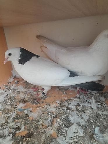 goyercin satışı: Supet göyercinlerdir yerim yoxdur saxlaya bilmire tek tek baha almisam — 2