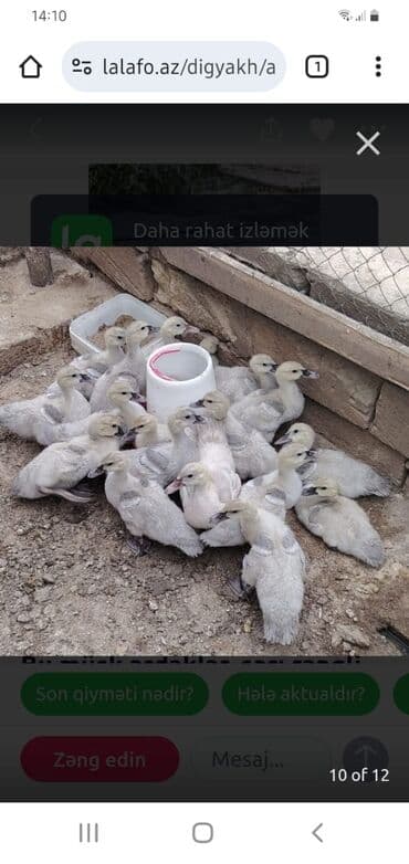 ördək balası və cücə: Muscovy (barbarı) ördəkləri – bala və yeniyetmə yaşda sürü - Rəng — 1