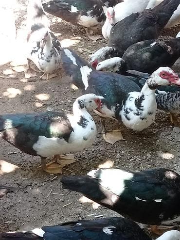 K/t heyvanları və malları: Erkək, | Lal ördək, Ətlik — 2
