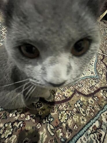 pisiklerin cutlesme vaxti: Britan, Erkək, Cütləşmə üçün, Ünvandan götürmə — 3