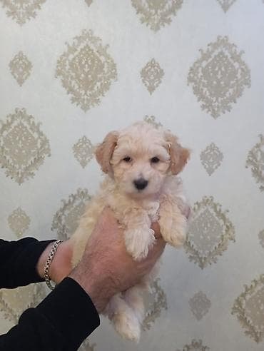 maraqli it adlari: Pudel, Peyvəndli — 4