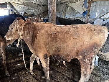 xaski gəncə: Dana, buzov, Erkək, ay: 1, 150 kq, Ətlik, Ödənişli çatdırılma — 2