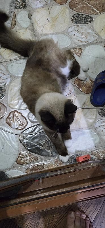 pulsuz pişik: Erkək, Yaxşı əllərə, Ünvandan götürmə — 2