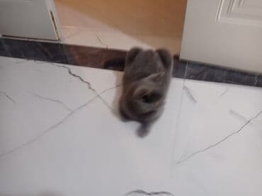 bala pişiylər: Britan, Dişi — 4