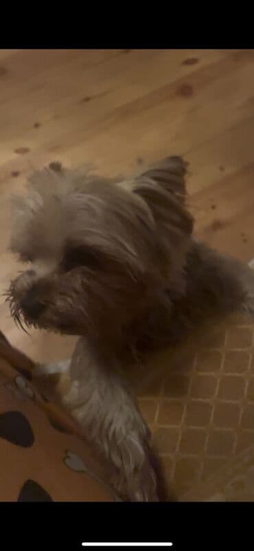 alman çoban iti: Yorkşir teryer, 4 ay, Erkek, Ünvandan götürmə — 4