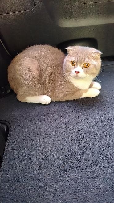 it satisi 2021: Şotland, Erkək, Yaxşı əllərə, Ödənişli çatdırılma — 1