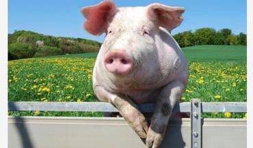 toyuq doş ətinin qiyməti: Məhsul: Donuz əti və donuz məhsulları Təsvir: - Tam kəsimdən müxtəlif — 6