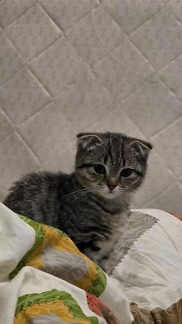 Gəmiricilər: Şotland yastı qulaq — 1