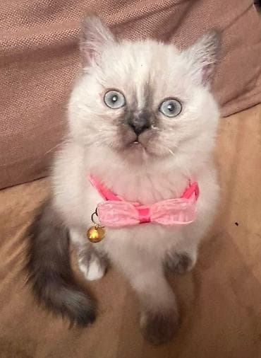 tuksuz pisik: Britaniya uzun tüklü cinsinin balaları - Növ: ev pişiyi, uzun tüklü — 2