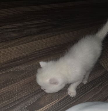 pişik adları: Şinşilla, Erkək, Dişi, Yaxşı əllərə, Ünvandan götürmə — 2