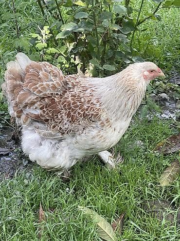 cex qus: Brama splash solmon. Brama cinsi 1 illik fere satılır aprelde — 1