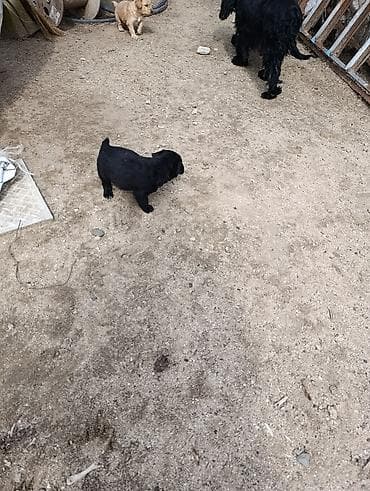 ən iri it cinsi: Koker spaniyel, 1 ay — 6