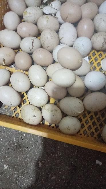 Lal Ordey yumurtasi zumurd qirmizi okuz yumurtalari lalafo.az -da Lal Ordey yumurtasi zumurd qirmizi okuz yumurtalari