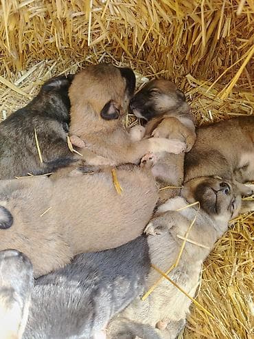 heyvan sahiblendirme: Ünvandan götürmə — 1