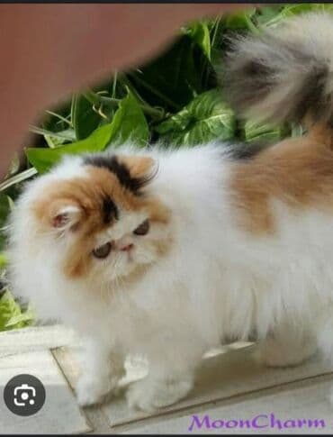 pişik ucuz: Fars — 2