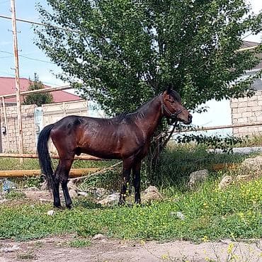 dayça at: Erkək, Ərəb, il: 6, Ödənişli çatdırılma — 1