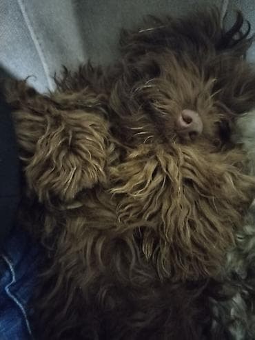 heyvan geyimleri: 1 ay, Erkek, Peyvəndli — 4