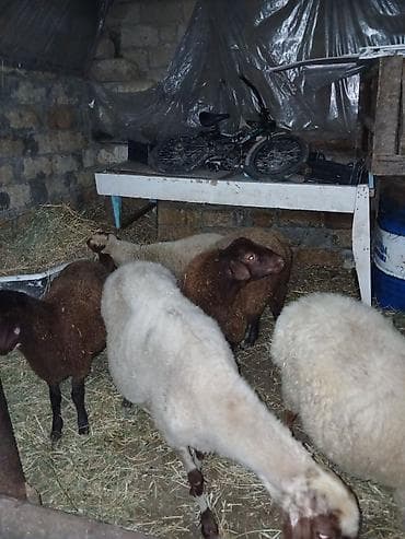 qara mal: Ümumi 5 baş heyvandı erkey toğlu dişi quzular boğaz qoyunnar qiymətlər — 6