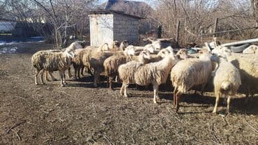 qoyun qiyməti 2024: Qoyunlar — 4