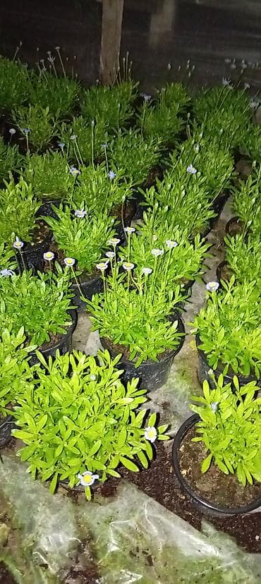 Dipçəkdə əkilən Rozmarin, LAVANDA, Ramaşka, Papatya, Ətirşah sə. S