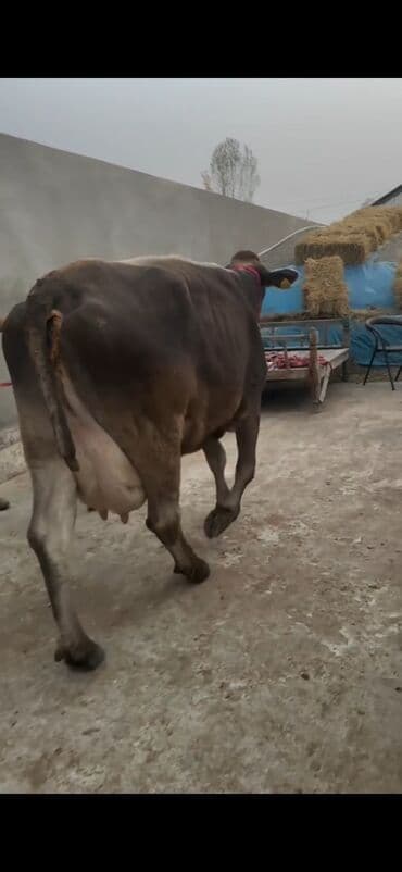 xaçmazda inəklər: Simental tipli inək və buzov dəsti - Cins/Tip: Simental (qəhvəyi — 1