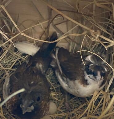 qaz qusu: YAPON AMADİN cüt. Yumurta qoyurlar hal hazırda. Qəfəs,yuva,aksesuarlar — 3