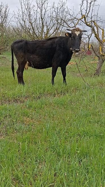 ev quslarinin satisi: Самка, лет: 6, Для молока, Самовывоз — 5