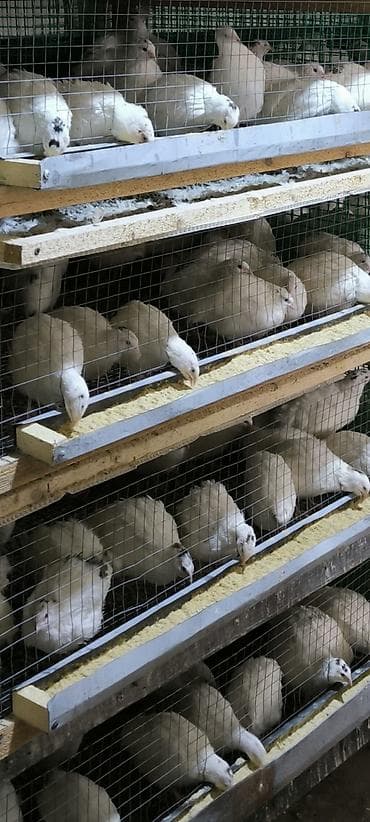 bildircin balasi: Salam 45+ günlük təzə yumurtaya gələn texaslar. Diri və kəsilmiş — 7