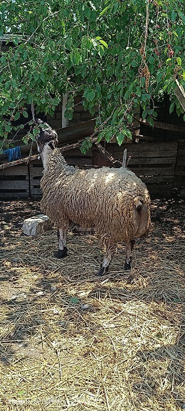 cins ineklerin satisi: Ala göz Qurbanlıq kök toğludu 1 yaş 2 aylıqdi — 3